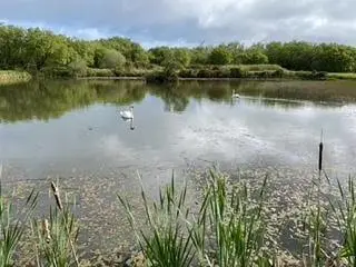 caspars with swans